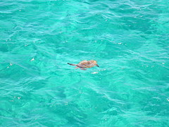 Sea turtle on Baie de Lekiny, Ouvéa