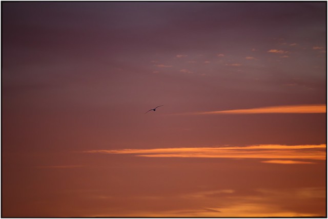 Sunset seagull shoting 007