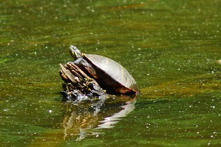 149/365: Turtle sunning on log at Germantown Lake, Crockett Park, Midland, Virginia | by Stephen Little