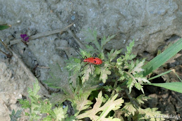 Red bug. Syabru Besi, Langtang, Nepal (14 Jun 2013)