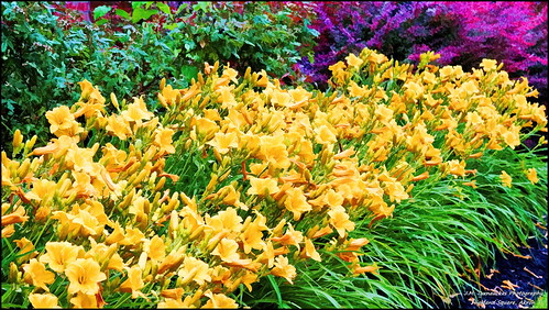 summer yellow lillies topaz