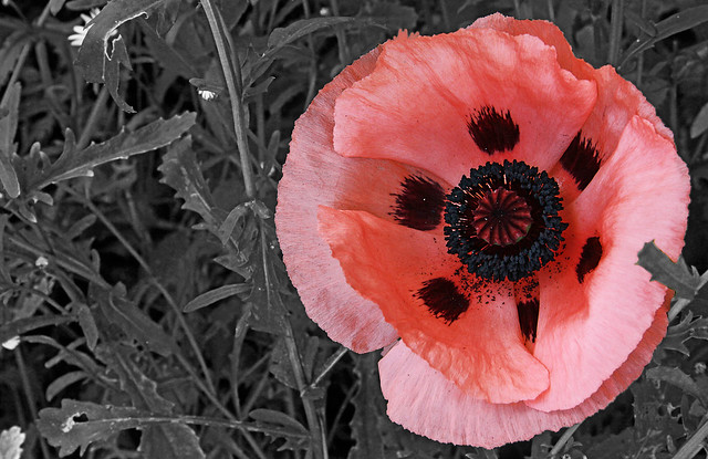 Outrageous Pink Poppy
