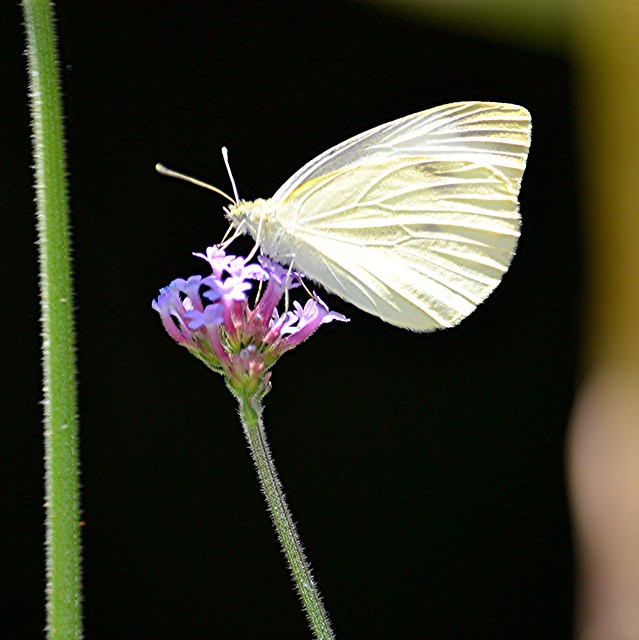 Cabbage White sits atop purple flower and fuzzy stem