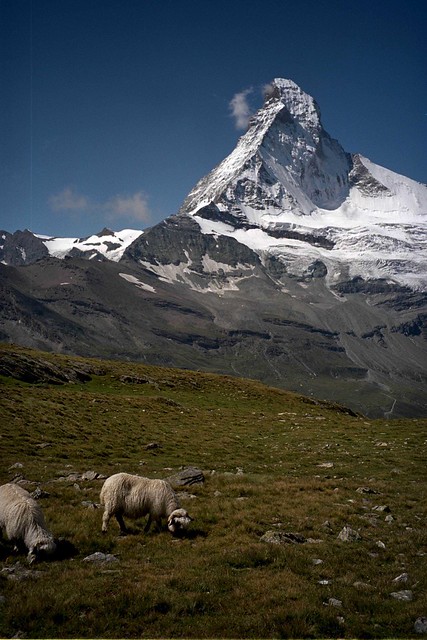 Grazing Beneath the Matterhorn