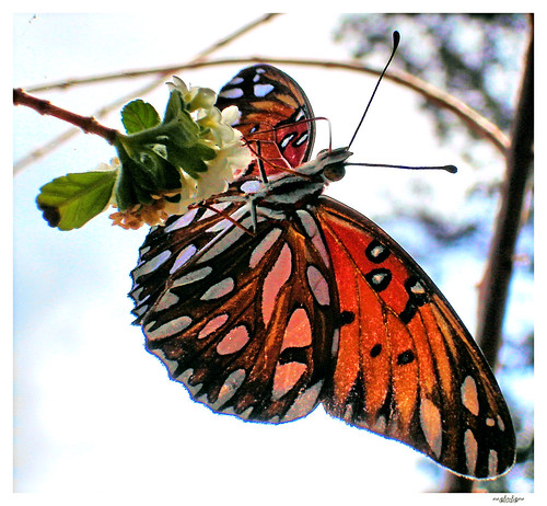 butterfly 19 | by eye of einstein