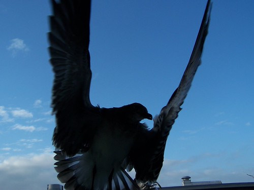 When seagulls attack! | by Lisa4414