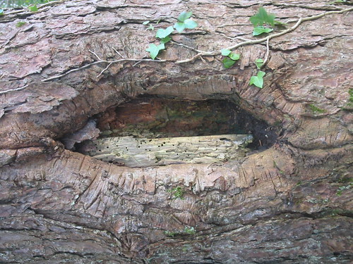 wood ireland tree kiss ivy 2006 eire lips mick donegal treelips ireland2006 donegal2006 mickt