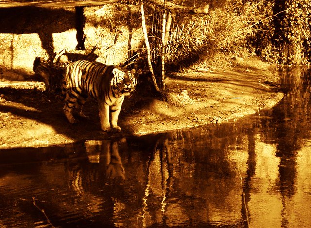 lonely tiger