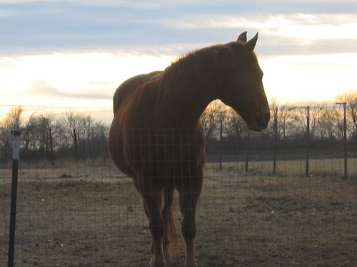 Horse by TrafficChess, Horse and sunset.animals texas ferris