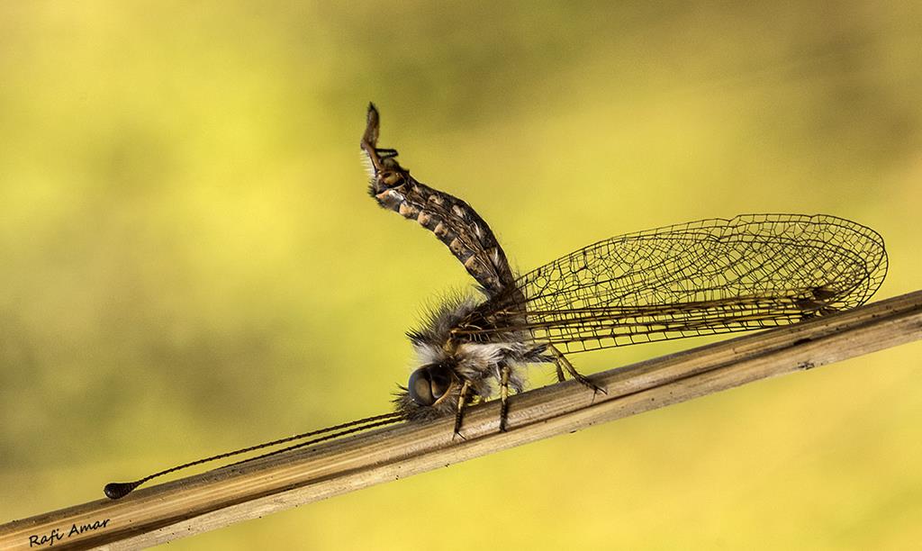 Israeli Fly Insect Israel wildlife | Flickr