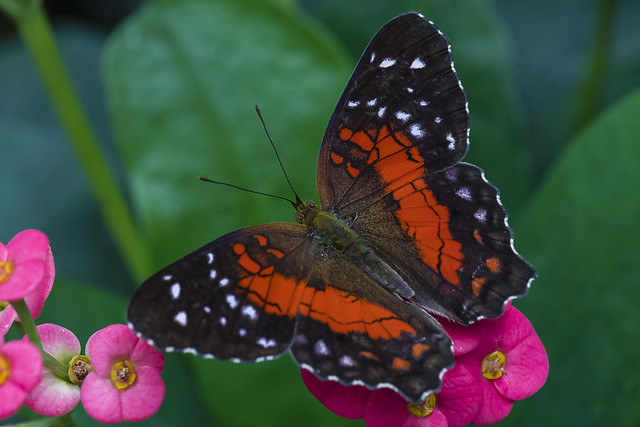 Butterflies at the Pacific Science Center - March 12, 2017