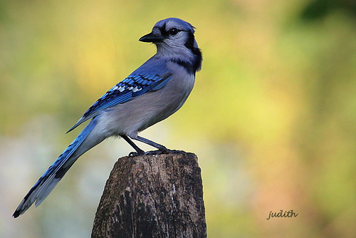 lean and mean | by Judecat (back in Wildwood)
