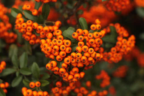 ASHBERRY-BUNTU | by NaKliszy