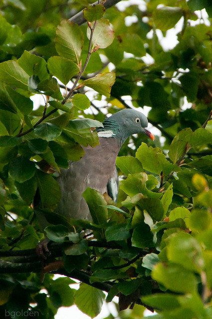 Wood pigeon feasting on beech nuts