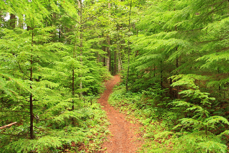 Trail through Trees