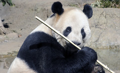 Panda enjoying a tasty bamboo 恩賜上野動物園 Ueno Zoo Tokyo