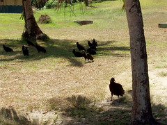 Vultures, Coiba Island, Panama