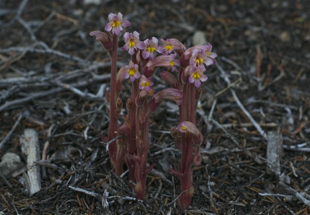 One-Flowered Broomrape Plants
