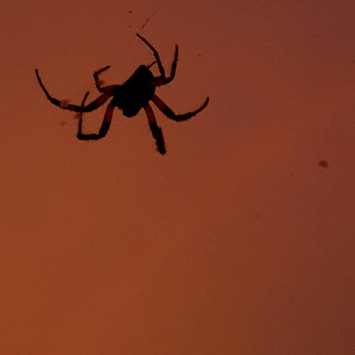 Spider and Rainbow at Golden Sunset. by ZanderMover, square squareformat iphoneography instagramapp uploaded:by=instagram foursquare:venue=4e3d6dd31495bf