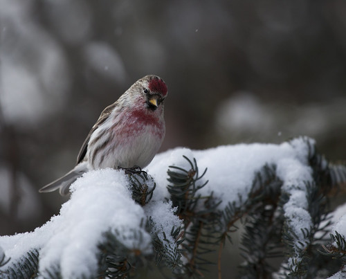 birds redpoll snow winter