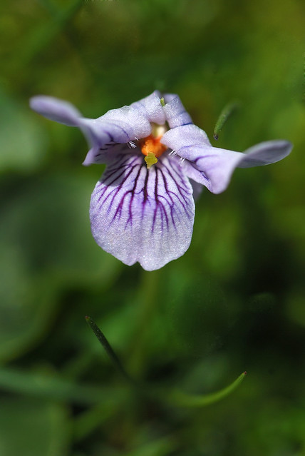 Viola palustris sbps palustris