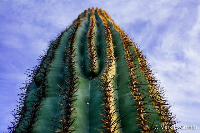The Way of the Cactus