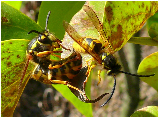 wasps making love, part 5