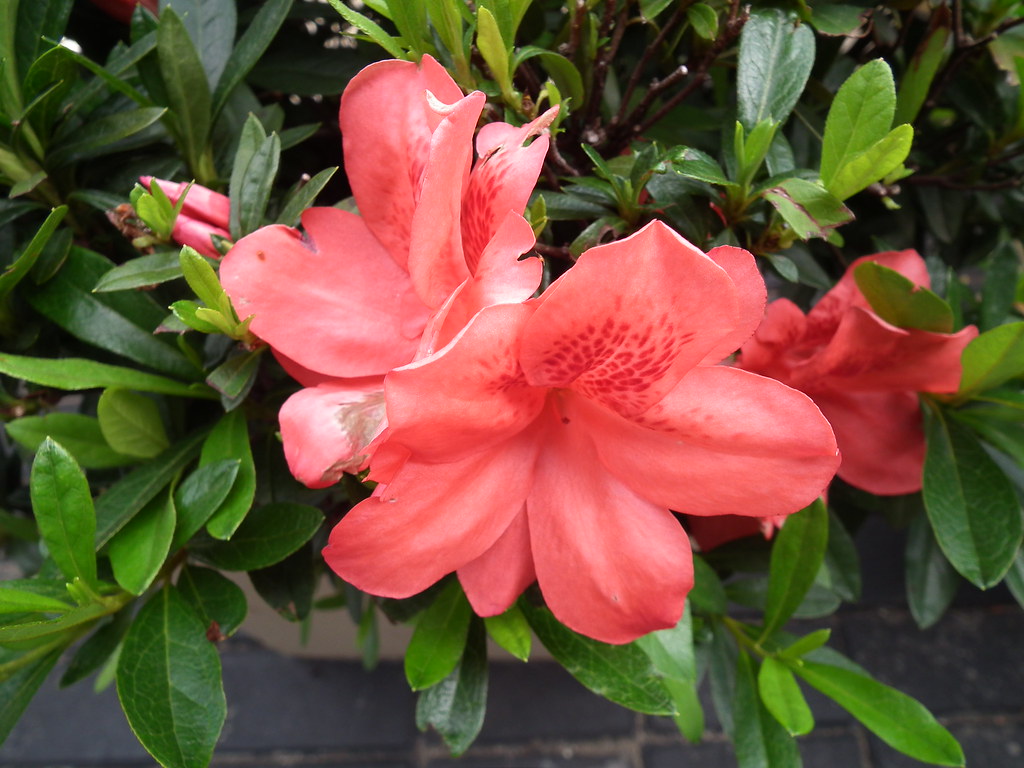 Azaleia vermelha | Boa noite, Bom dia, feliz quinta-flower! | Márcia Aki |  Flickr
