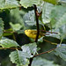Flickr photo 'Wilson's Warbler-Wilsonia pusilla' by: jerrygabby1.