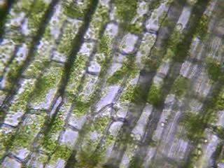 Elodea_cytoplasmic_streaming