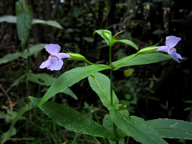 Monkey-flower - Mimulus ringens  -   Phrymaceae : Lopseed Family