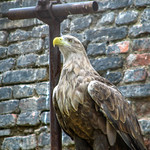 Eagle in Belgrade Zoo