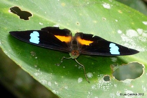 butterfly ecuador 2012 lpjc nessaeaobrinus apuyaridge
