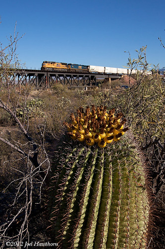 cactus desert saguaro sunsetroute gilasub