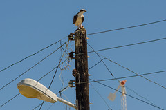 Aguila en puerto Alcatráz