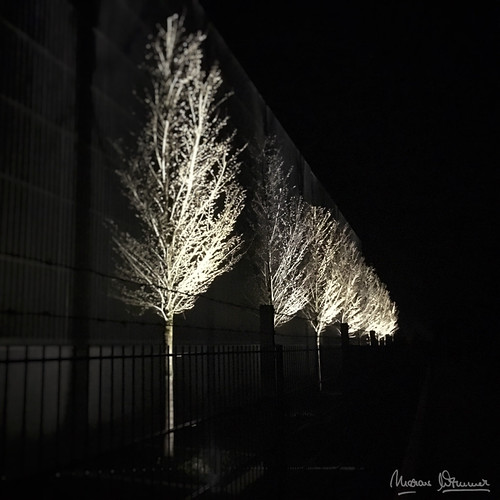 Nightly Trees | by Marcus with a "c"