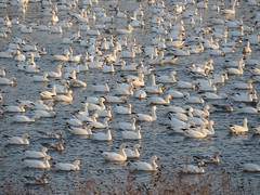 Snow Geese, Middle Creek Wildlife Management Area, Lancaster Co., PA 2/15/2017