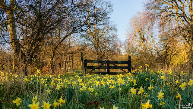 Fence and Daffodils