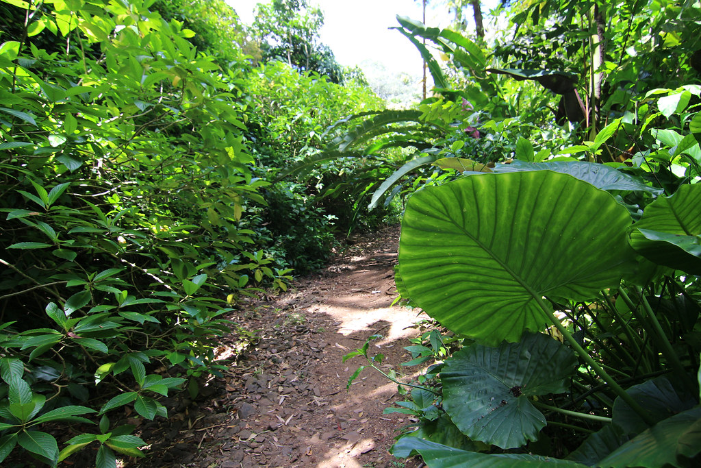 Wahiawa Botanical Garden Wahiawa Botanical Garden Flickr