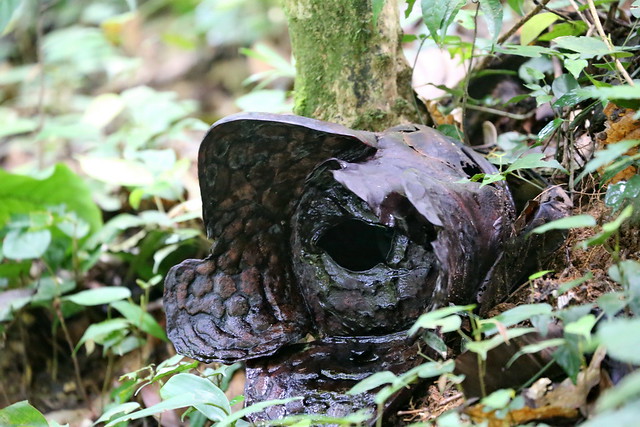 Gopeng - Rafflesia