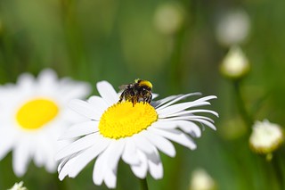 Chamomile (and a bee)