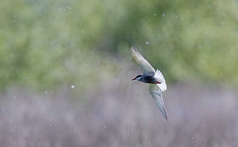 Whiskered Tern - I like the backlit subject and the air full of flying insects.