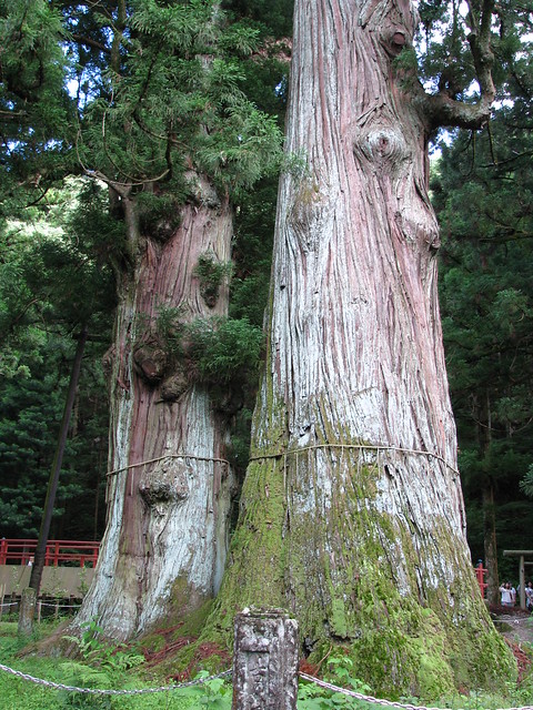 Tashiro Onsen Trip たしろ温泉旅行 - Centenarians Cedars 数百年以上の杉