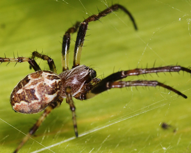 Arachtober 2013 - Furrow Spider