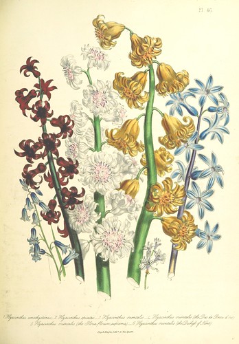 British Library digitised image from page 319 of 