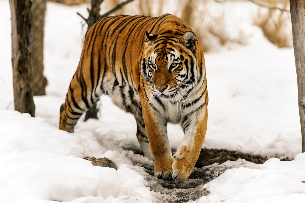 Tigre neige qi gong