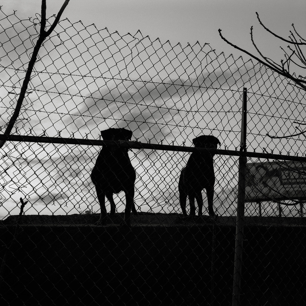 Black Dogs, Portland