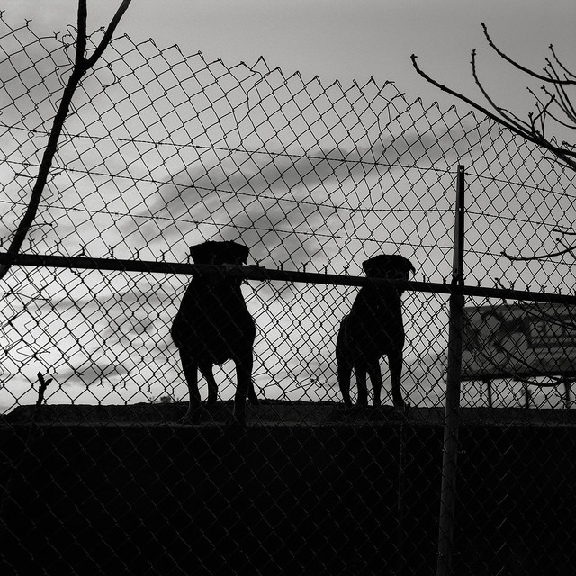 Black Dogs, Portland