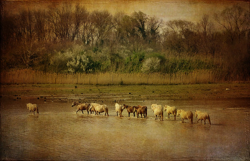wild horses italy nature water landscape italia friuli isoladellacona