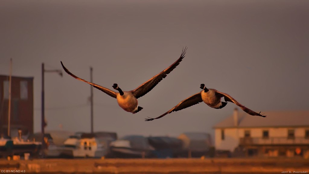 Cinematic moment of geese departing during sunset
